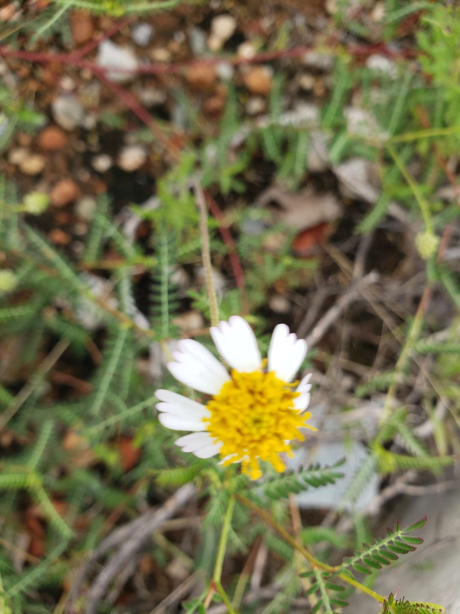 Image of Tridax rosea Sch. Bip. ex B. L. Rob. & Greenm.