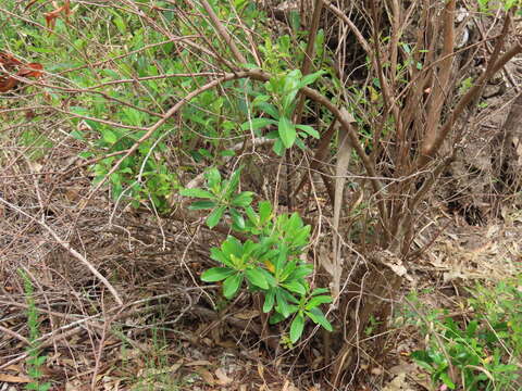 Image of Escallonia bifida Link & Otto ex Engl.