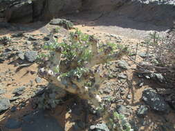 Image of Pelargonium klinghardtense Knuth