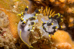 Image of Polycera tricolor Robilliard 1971