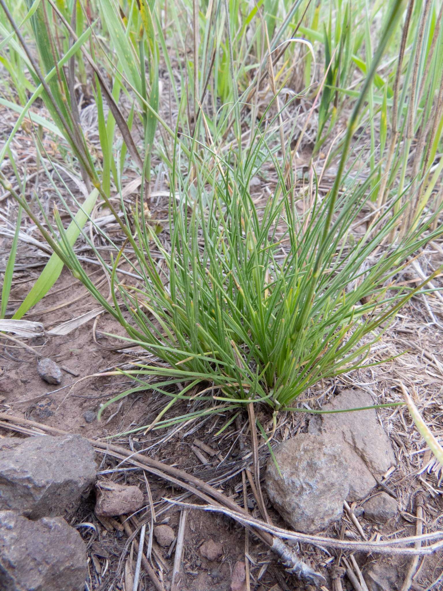 Image de Arenaria lanuginosa (Michx.) Rohrb.