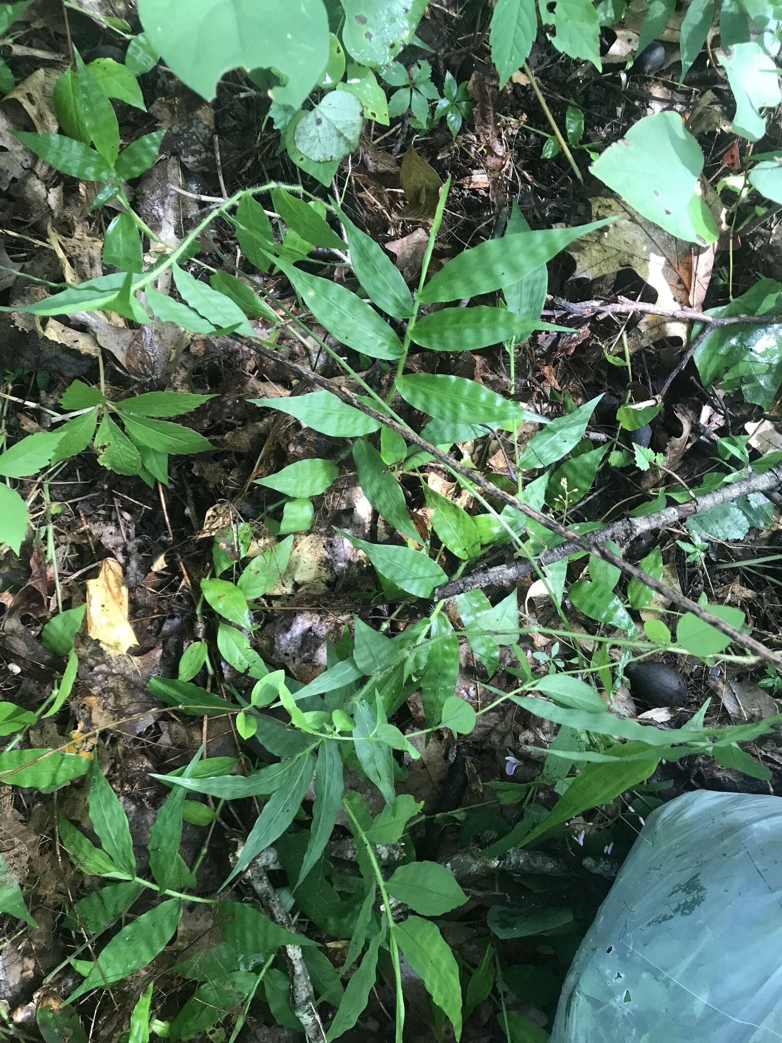 Image of Wavyleaf Basketgrass