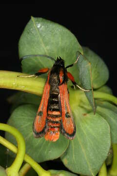 Image de Chamaesphecia anthraciformis Rambur 1832