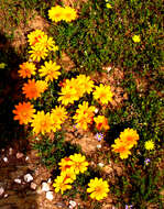 Image of Common gazania