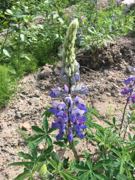 صورة Lupinus nootkatensis var. nootkatensis