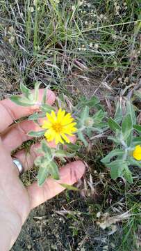 Image of hairy false goldenaster