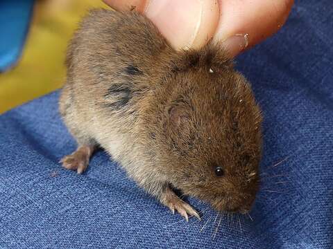 Image of Microtus subgen. Pitymys McMurtrie 1831