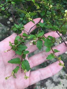 Image of beechleaf croton