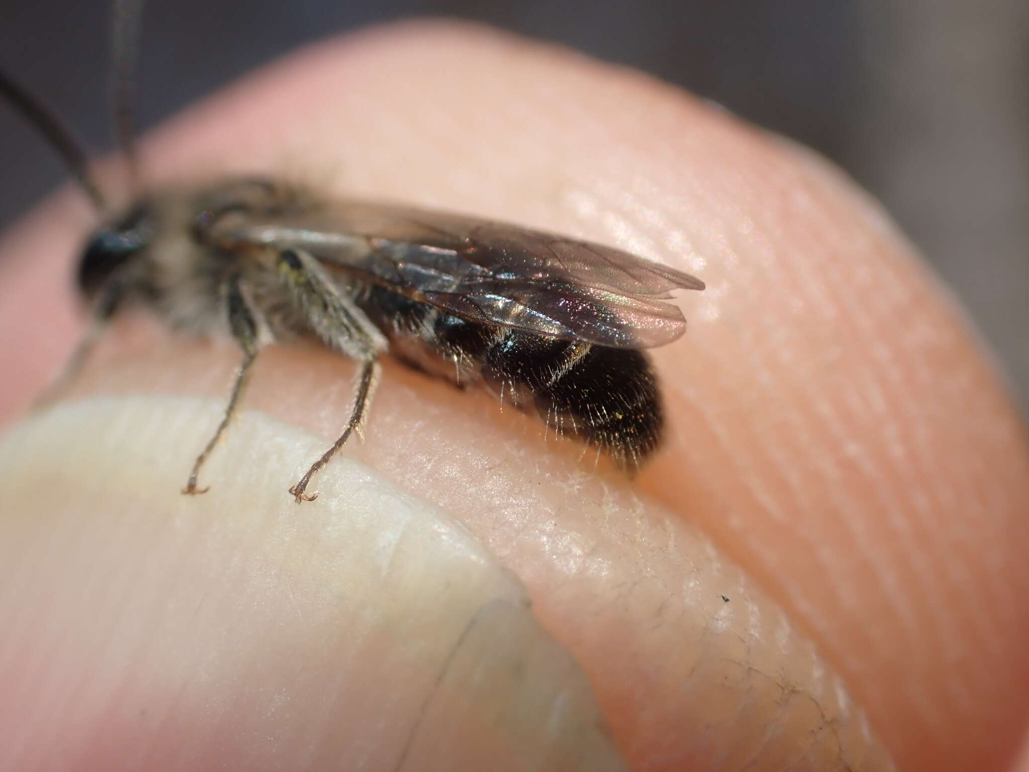 Image of Andrena ventralis Imhoff 1832