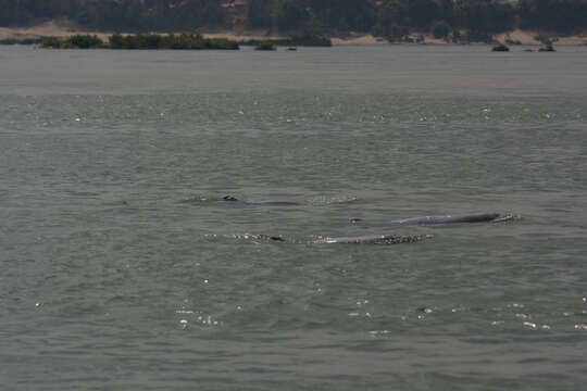 Image of Snubfin Dolphins