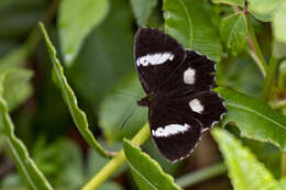 Image of Pedaliodes phaedra Hewitson 1870