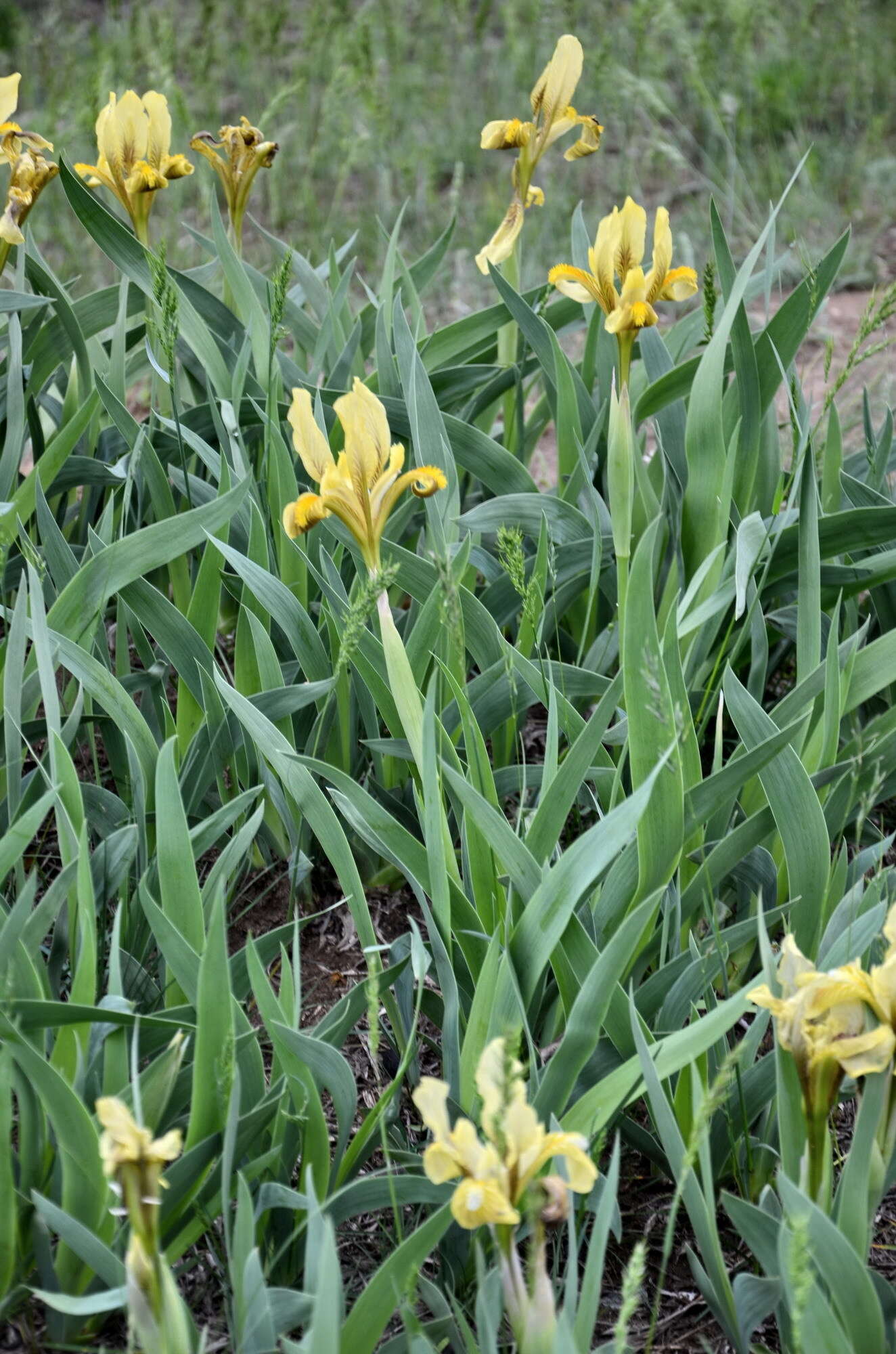 Image of Iris scariosa Willd. ex Link