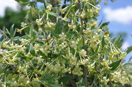 Plancia ëd Bouvardia multiflora (Cav.) Schult. & Schult. fil.