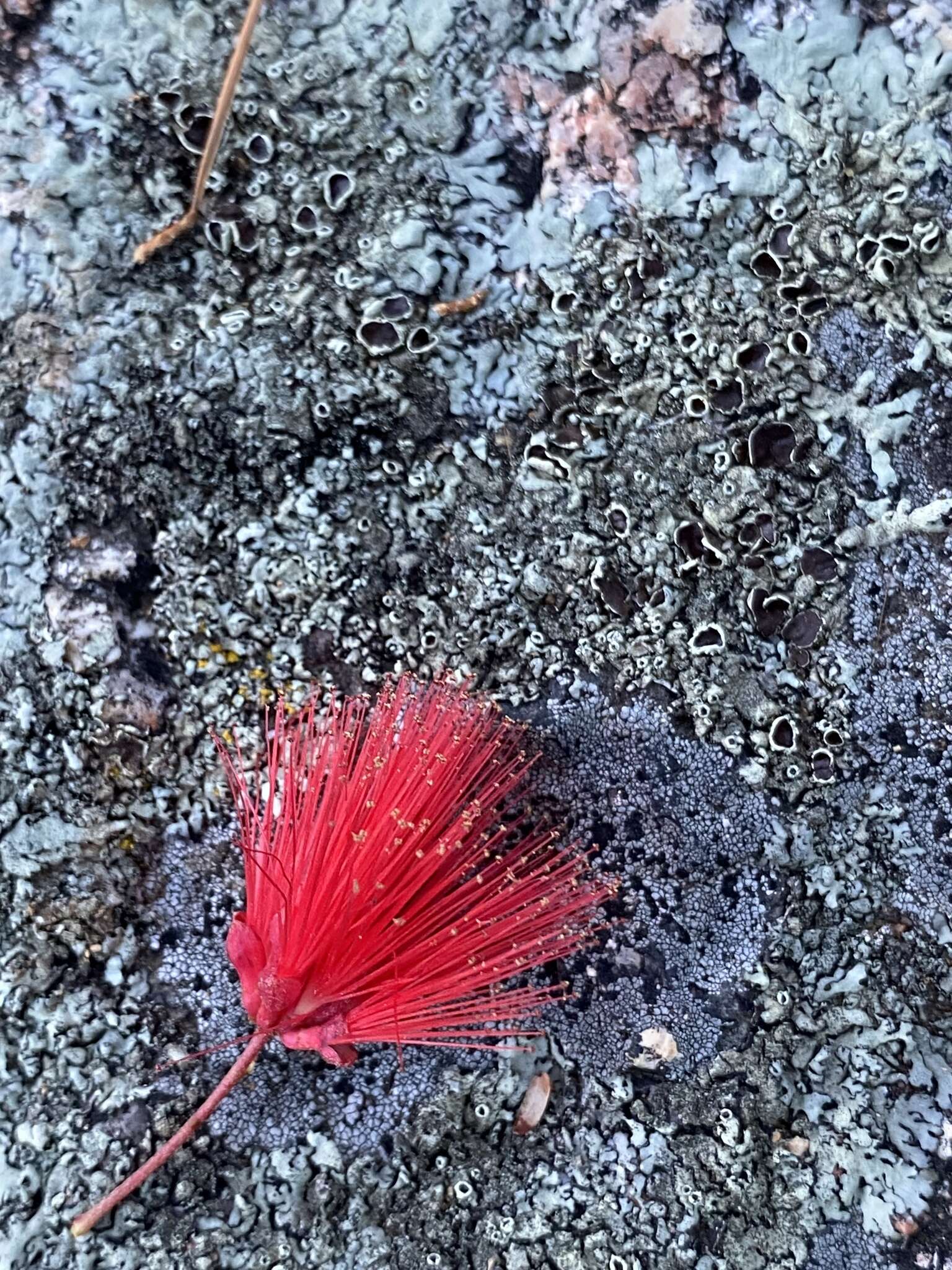 Imagem de Calliandra peninsularis Rose