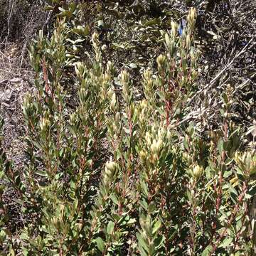 Слика од Comarostaphylis polifolia subsp. polifolia