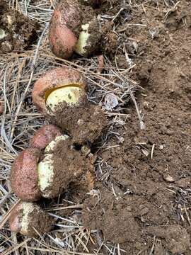 Image of Butyriboletus primiregius D. Arora & J. L. Frank 2014