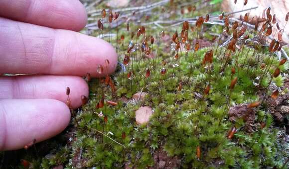 Image of Canary bryum moss