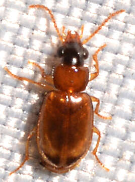 Image of Ground beetle