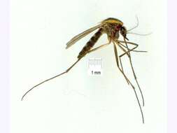 Image of Aedes lineatopennis (Ludlow 1905)