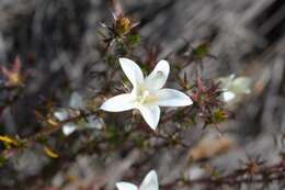 Image of Roella compacta Schltr.