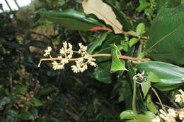 Image of Miconia bubalina (D. Don) Naud.