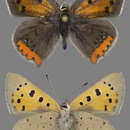 Plancia ëd Lycaena phlaeas arethusa (Walley-Dod 1907)