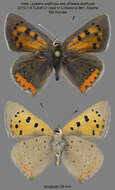 Plancia ëd Lycaena phlaeas arethusa (Walley-Dod 1907)