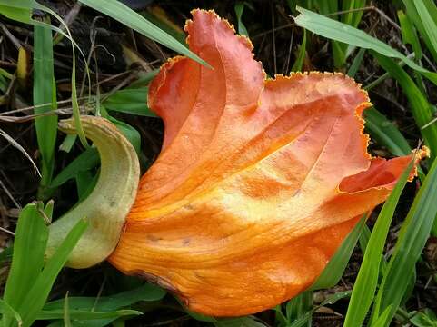 Image of African tulip tree