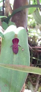 Image of Pleurothallis linguifera Lindl.