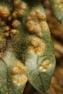 Image of Puccinia pimpinellae (F. Strauss) Link 1824