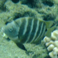 Image of Black-spot sergeant