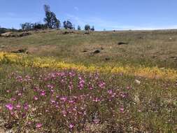 Imagem de Clarkia gracilis subsp. tracyi (Jeps.) Abdel-Hameed & Snow