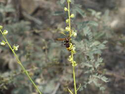 Image de Scolia flaviceps Eversmann 1846