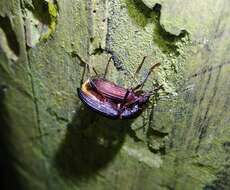 Image of Darkling beetle