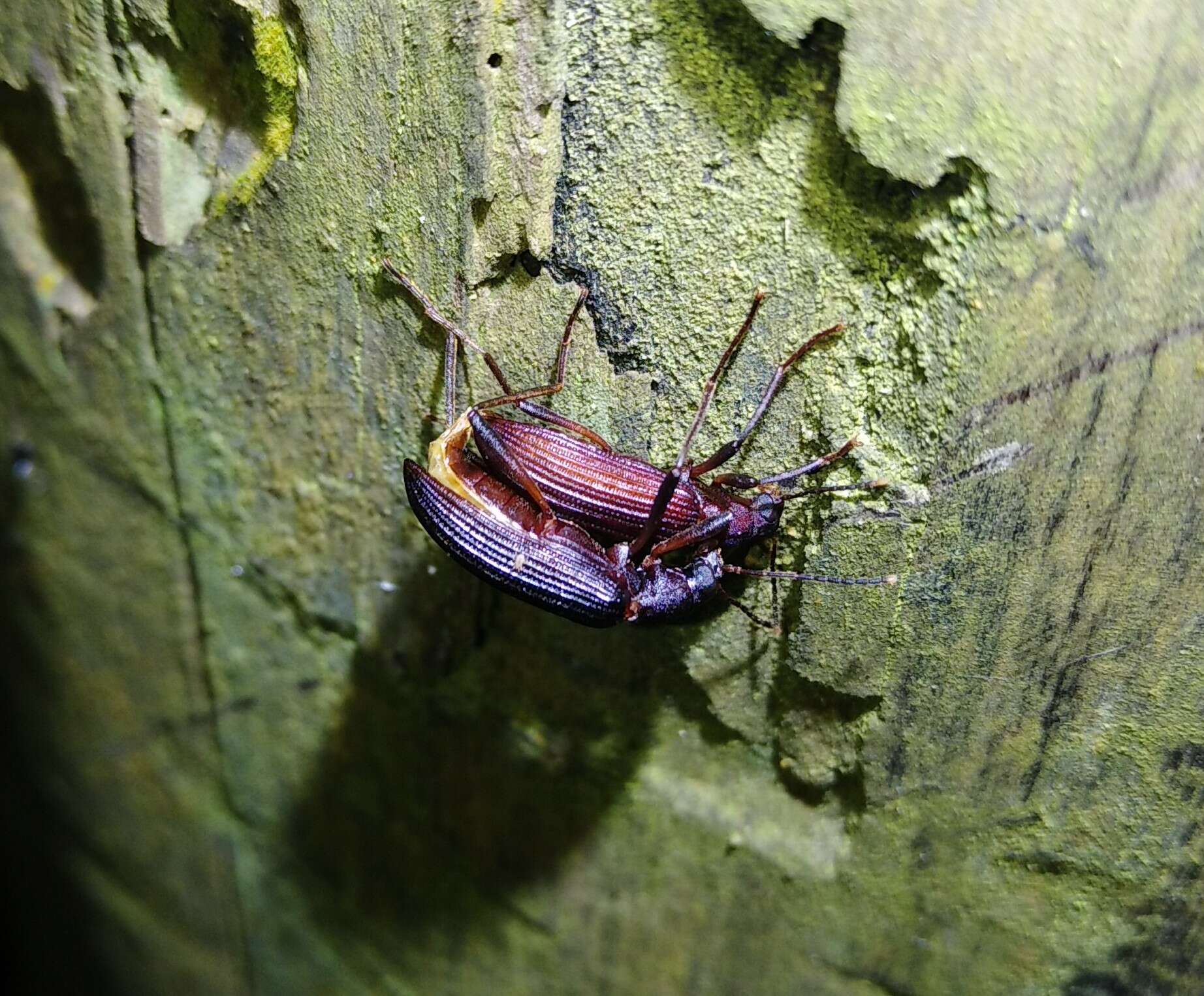 Image of Darkling beetle