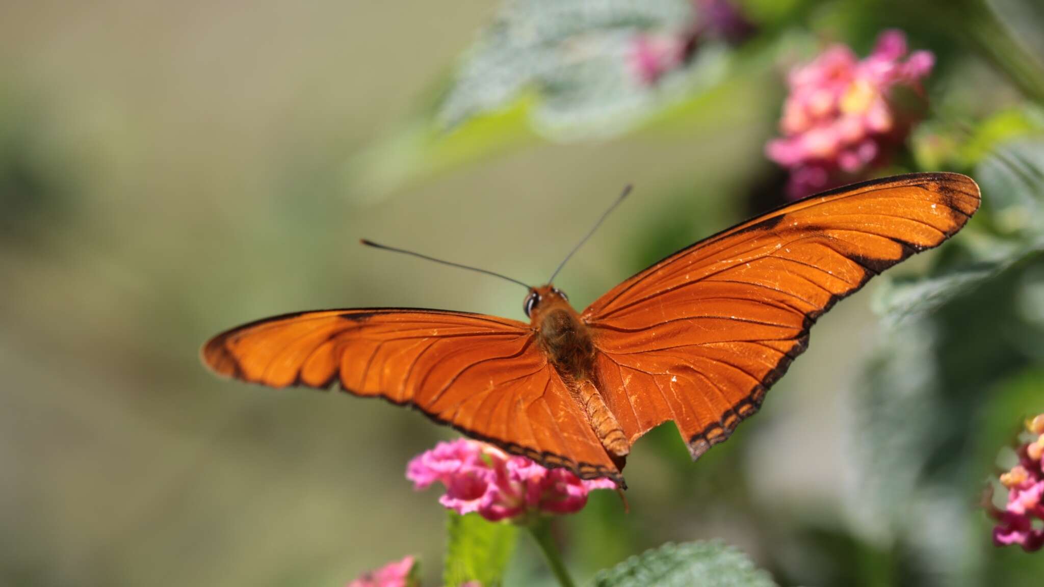 Image of Dryas iulia moderata Stichel 1907