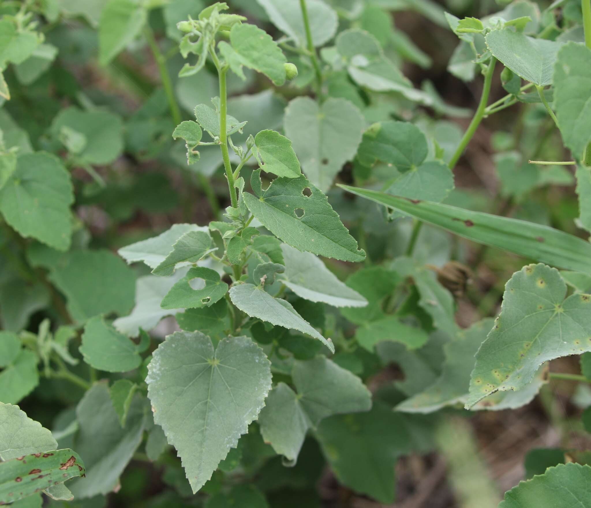 Image of Texas Indian mallow