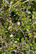 Image de Helichrysum filicaule Hook. fil.