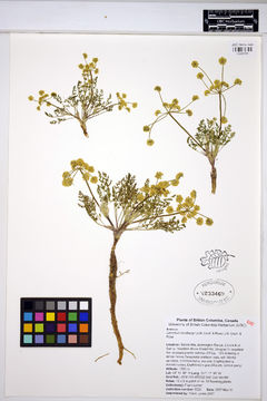 Image of Sandberg's biscuitroot