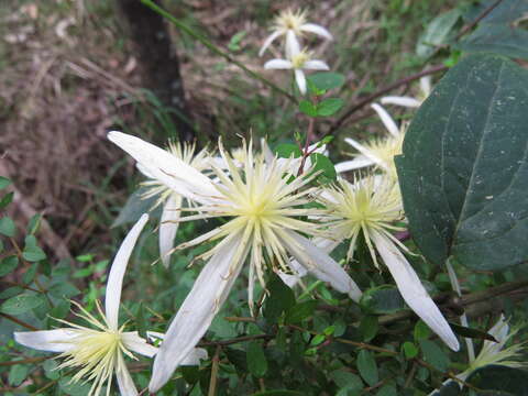 <i>Clematis aristata</i> resmi