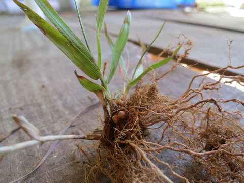 Image of Panicum luridum Hack.