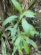 Image de Lobelia portoricensis (Vatke) Urb.