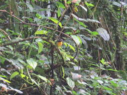 Image of Blue-shouldered Robin