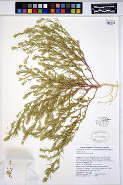 Image of hairy bugseed