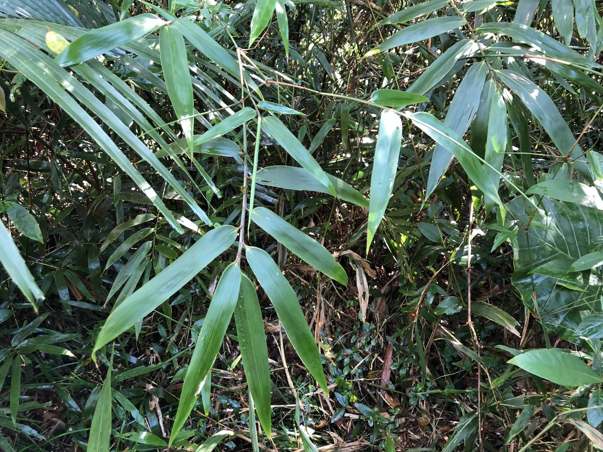 Слика од Schizostachyum diffusum (Blanco) Merr.