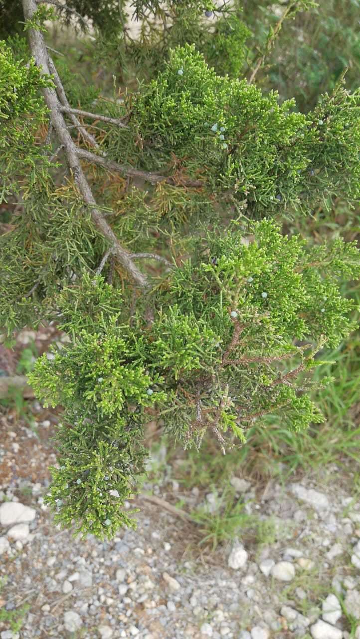 Image of Juniperus saltillensis M. T. Hall