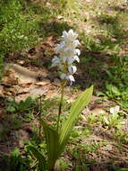 Image of Govenia liliacea (Lex.) Lindl.