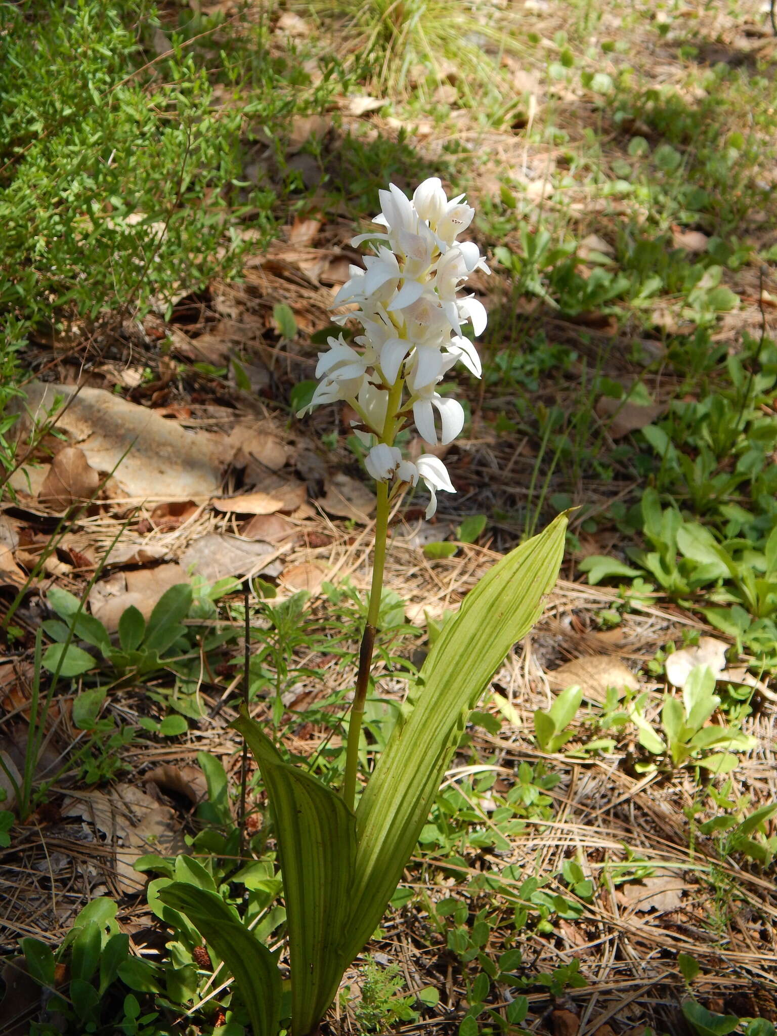 Image of Govenia liliacea (Lex.) Lindl.