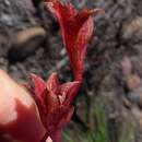 Plancia ëd Gladiolus emiliae L. Bolus