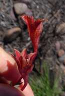 Слика од Gladiolus emiliae L. Bolus